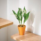 Muguet 3 Griffes Pot 9 cm dans le catalogue Intermarché Super