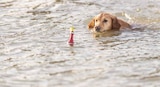 HUNDE SPIELZEUG AQUA TOY von Trixie im aktuellen Zookauf Prospekt