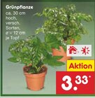 Aktuelles Grünpflanze Angebot bei Netto Marken-Discount in Bremen ab 3,33 €