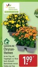 Chrysanthemen im Angebot bei ALDI Nord in Potsdam Chrysanthemen Angebote von GARDENLINE bei ALDI Nord Potsdam für 1,99 €