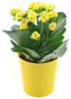 Aktuelle Pflanzen Angebote bei Kaufland in Krefeld Aktuelles Kalanchoe Angebot bei Kaufland in Krefeld ab 2,22 €