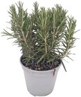 Italienische Kräuter im Angebot bei Penny in Gera Italienische Kräuter Angebote bei Penny Gera für 1,99 €