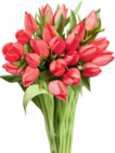 Großbund Tulpen Angebote bei Netto Marken-Discount Oldenburg für 5,55 €
