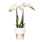 Orchidée en promo chez Carrefour Saint-Maur-des-Fossés à 10,99 €