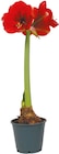 Amaryllis im Topf im Netto mit dem Scottie Prospekt Amaryllis im Topf im aktuellen Netto mit dem Scottie Prospekt für 2,79 €