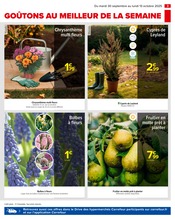 Chrysanthèmes Angebote im Prospekt "PRÉPAREZ L’AUTOMNE : JARDIN - BRICOLAGE" von Carrefour auf Seite 5