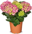 Hortensienbusch im Angebot bei Netto Marken-Discount in Euskirchen Hortensienbusch Angebote bei Netto Marken-Discount Euskirchen für 9,99 €