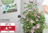 WALDREBE bei Dehner Garten-Center im München Prospekt für 4,99 €