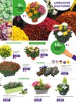 Plantes Plantes