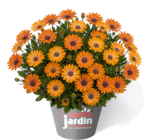 Pot d'Osteospermum à Ma Jardinerie dans Voiteur