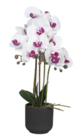Naturgetreue Orchidee Angebote von HOME CREATION bei ALDI Nord Potsdam für 12,99 €