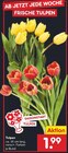 Aktuelles Tulpen Angebot bei Netto Marken-Discount in Mainz ab 1,99 €