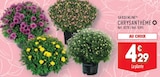 Promo Chrysanthème à 4,29 € dans le catalogue Aldi à Angoumé