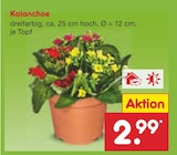 Kalanchoe im Angebot bei Netto Marken-Discount in Mühlhausen Kalanchoe Angebote bei Netto Marken-Discount Mühlhausen für 2,99 €