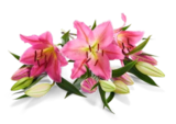 Lilien oriental im Kaufland Prospekt Lilien oriental von im aktuellen Kaufland Prospekt für 3,49 €