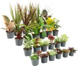 MINI PLANTES VERTES - SANS MARQUE - Auchan Hypermarché MINI PLANTES VERTES - SANS MARQUE à 1,99 € dans le catalogue Auchan Hypermarché