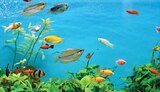 Maxi Zoo Saint-Aunès - Promo Aquarium + meuble Promo Aquarium + meuble à 120,00 € dans le catalogue Maxi Zoo à Saint-Aunès