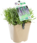 Collection de lavande - botanic à 9,99 € dans le catalogue Botanic