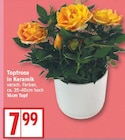 Topfrose in Keramik im aktuellen EDEKA Prospekt