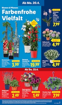 Blumen im Lidl Prospekt "LIDL LOHNT SICH" mit 69 Seiten (Jena)