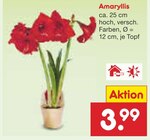 Aktuelles Amaryllis Angebot bei Netto Marken-Discount in Mannheim ab 3,99 €