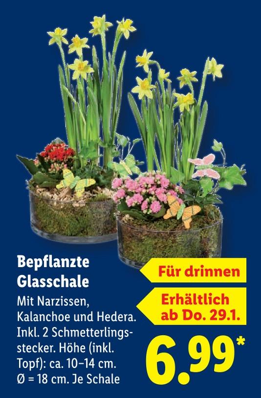 Bepflanzte Glasschale