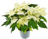 Zauberstern bei Kaufland im Marktredwitz Prospekt für 3,99 €