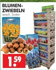 Wreesmann - BLUMENZWIEBELN Angebot im Prospekt BLUMENZWIEBELN bei Wreesmann im Prospekt "" für 1,59 €