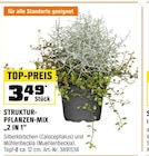 STRUKTUR-PFLANZEN-MIX „2 IN 1“ Angebote bei OBI Bautzen für 3,49 €