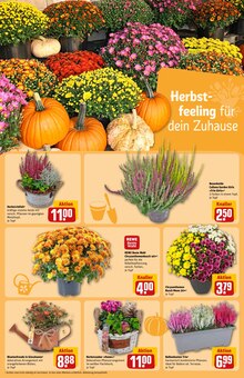 Pflanzen im REWE Prospekt "Dein Markt" mit 40 Seiten (Mönchengladbach)