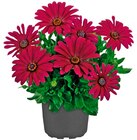 Aktuelle Blumen Angebote bei Penny in Nürnberg Aktuelles Bornholmer Margerite Angebot bei Penny in Nürnberg ab 1,69 €