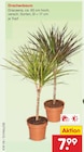 Aktuelles Drachenbaum Angebot bei Netto Marken-Discount in Mannheim ab 7,99 €