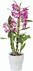 Orchidée dendrobium en pot céramique en promo chez Lidl Angers à 12,99 €