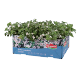 Beet- und Balkonpflanzen Angebote von Grandiol bei Lidl Buchholz für 3,99 €