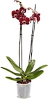 Orchidee Angebote bei Netto Marken-Discount Düsseldorf für 4,99 €