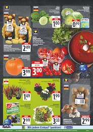 E center Kohlrabi im Prospekt E center Kohlrabi im Prospekt