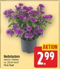 Herbstastern für 2,99 € bei E center im Angebot Herbstastern im aktuellen E center Prospekt