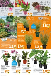 Aktueller Globus-Baumarkt Prospekt mit Blumen, "Immer eine Idee besser", Seite 6