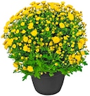 Aktuelles Chrysanthemenbusch Angebot bei Penny in Bielefeld ab 3,99 €