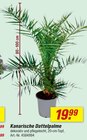 Kanarische Dattelpalme Angebote bei toom Baumarkt Kaiserslautern für 19,99 €