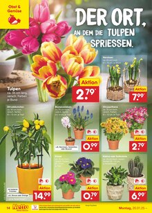 Blumen im Netto Marken-Discount Prospekt "Aktuelle Angebote" mit 59 Seiten (Ingolstadt)