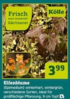 Elfenblume im Angebot bei Pflanzen Kölle in Rüsselsheim Elfenblume Angebote von Kölle bei Pflanzen Kölle Rüsselsheim für 3,99 €