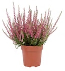 Heidekraut (Calluna vulgaris) für 1,99 € bei Lidl im Angebot Heidekraut (Calluna vulgaris) im aktuellen Lidl Prospekt