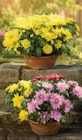 Chrysantheme im Angebot bei Netto Marken-Discount in Freiburg Chrysantheme Angebote bei Netto Marken-Discount Freiburg für 4,99 €