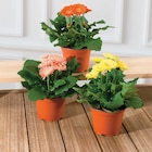 Gerbera Sundays - Super U à Toulouse Gerbera Sundays en promo chez Super U Toulouse à 3,99 €