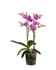 Phalaenopsis Multiflora im Angebot bei Lidl in Ludwigshafen Phalaenopsis Multiflora Angebote bei Lidl Ludwigshafen für 7,99 €