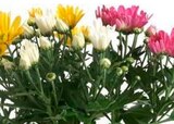 Chrysanthèmes en promo chez Norma Mulhouse à 2,59 €
