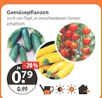 Gemüsepflanzen bei V-Markt im Prospekt "" für 0,79 €