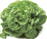 Mini-Romanasalat oder Kopfsalat im EDEKA Prospekt Mini-Romanasalat oder Kopfsalat im aktuellen EDEKA Prospekt für 0,77 €