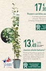 Botanic Anthy-sur-Léman - Promo Jasmin étoilé Promo Jasmin étoilé à 13,49 € dans le catalogue Botanic à Anthy-sur-Léman
